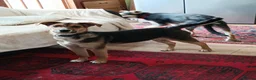 Mixed Breed dogs for adoption: Amazing Millie for adoption  - Advert 7