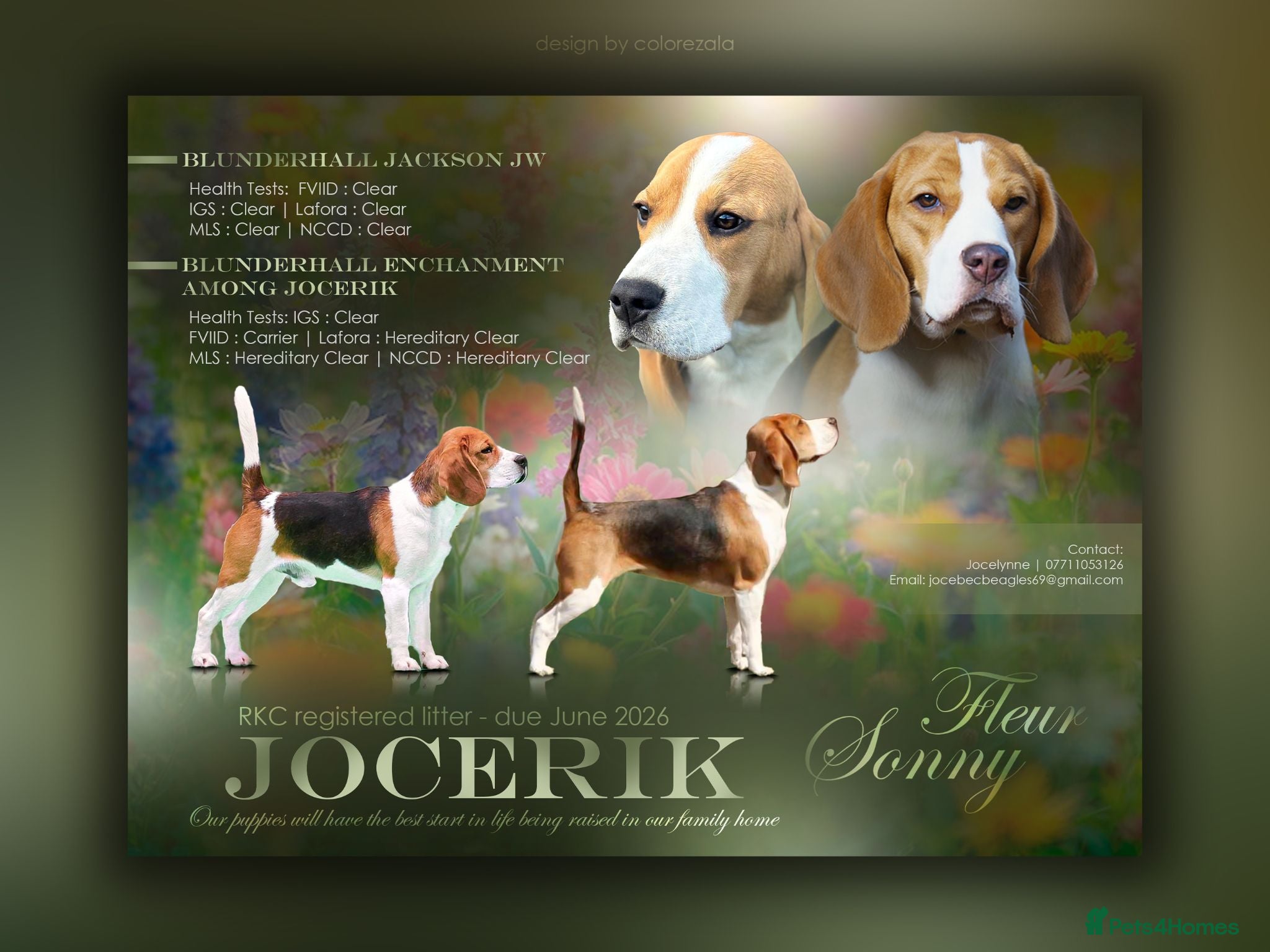 Beagle dogs RKC Registered Puppies for Sale - Advert 8