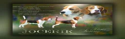 Beagle dogs for sale: Beautiful RKC Reg Puppies ***ONE GIRL AVAILABLE*** - Advert 2
