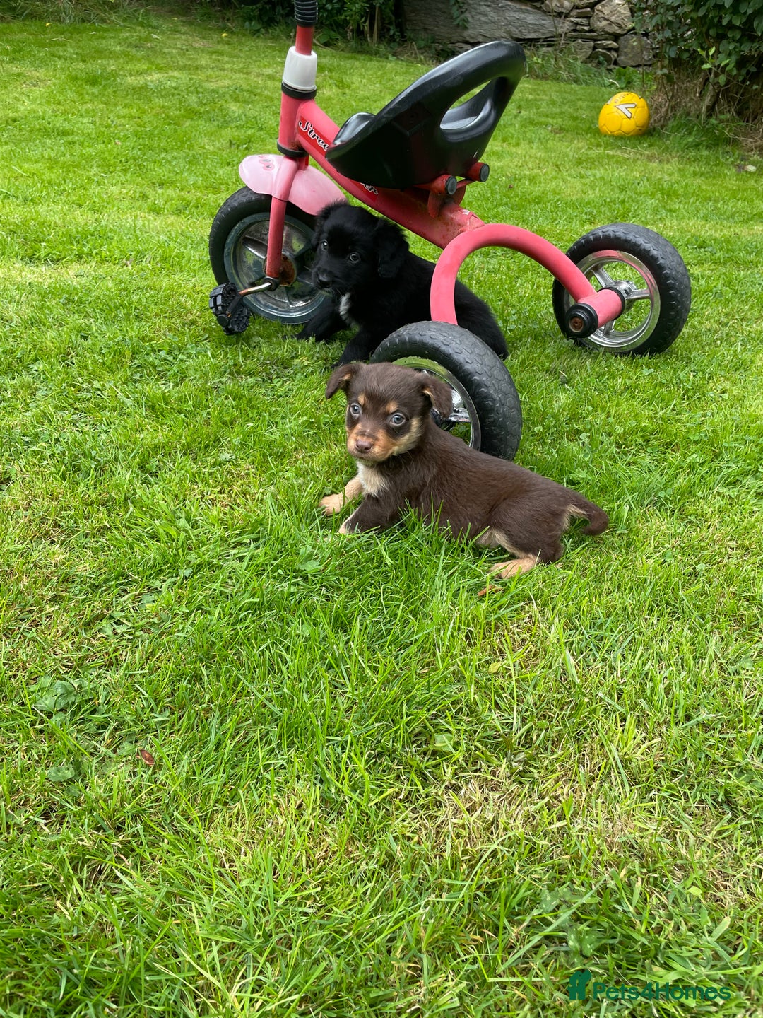 Mixed Breed dogs for sale: Sprollie puppies  - Image 22