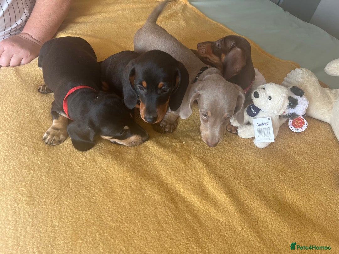 Dachshund dogs for sale: Dachshund puppies  - Image 2