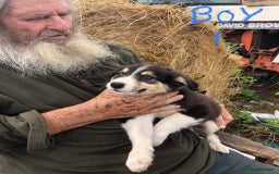Border Collie dogs for sale: Traditional rough coated Border collie pups - Image 2