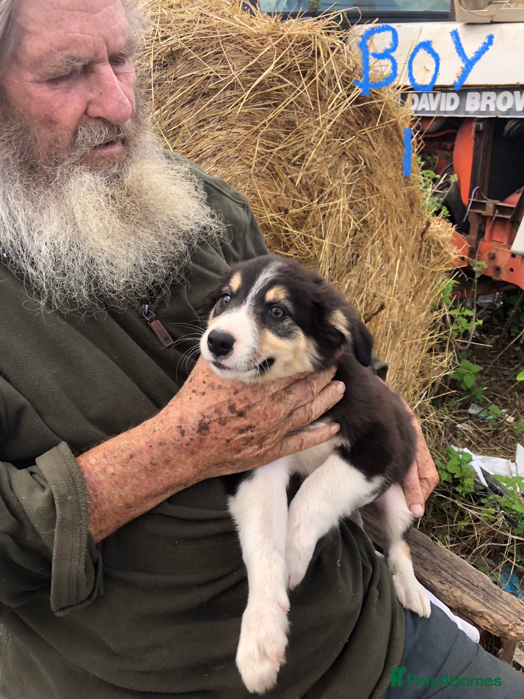Border Collie dogs for sale: Traditional rough coated Border collie pups - Image 2