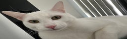Turkish Angora cats for sale: Snowy  - Advert 2
