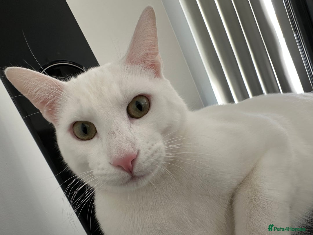 Turkish Angora cats for sale: Snowy  - Advert 2