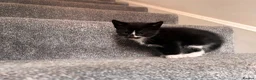 Mixed Breed cats for sale: Gorgeous kittens for sale  - Advert 9