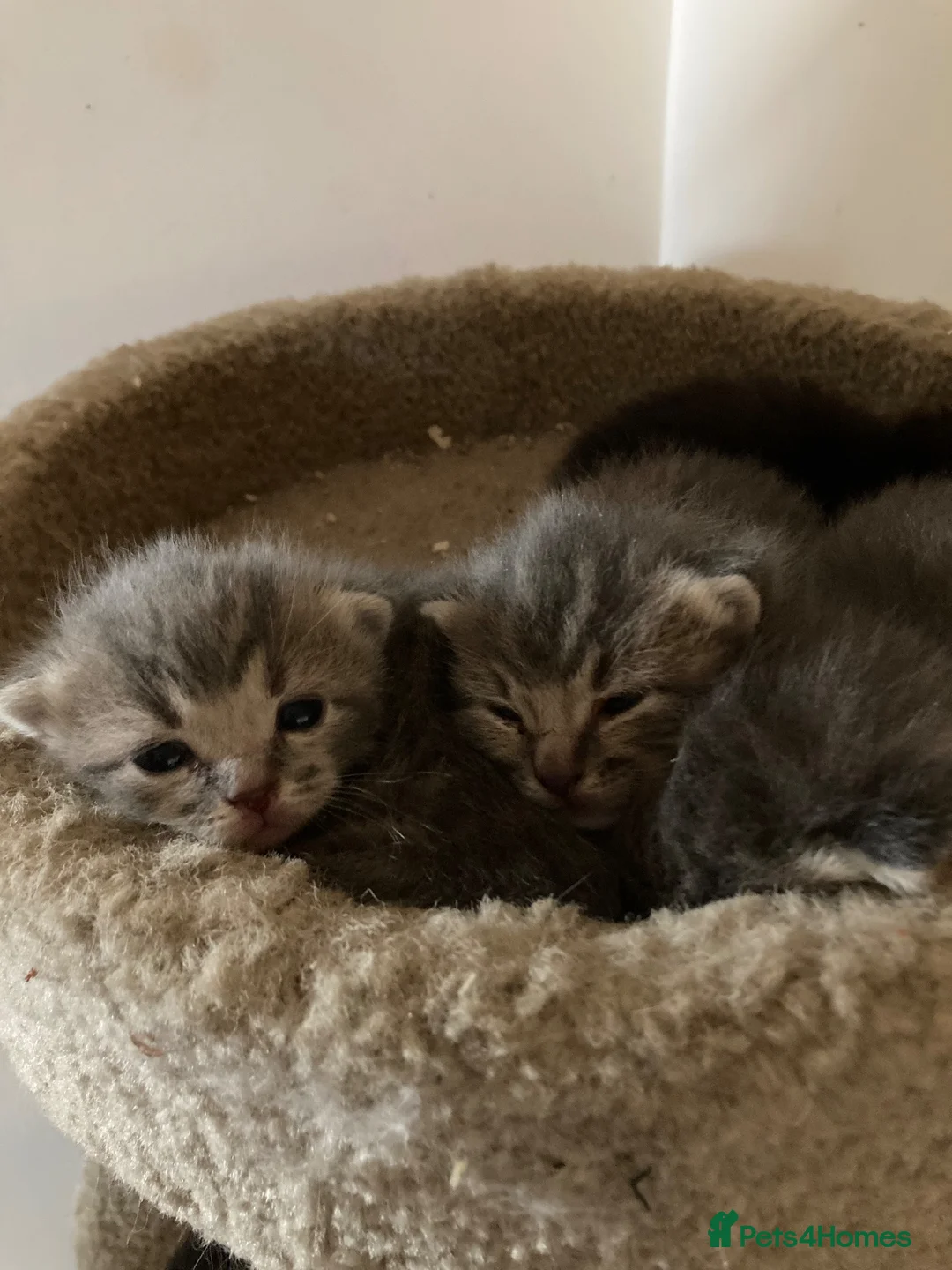 Mixed Breed cats for sale: Kittens  - Advert 2