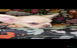 French Bulldog dogs for sale: 🐾 7 of the most Loving French Bulldogs 🐾🐶🩷 - Image 4