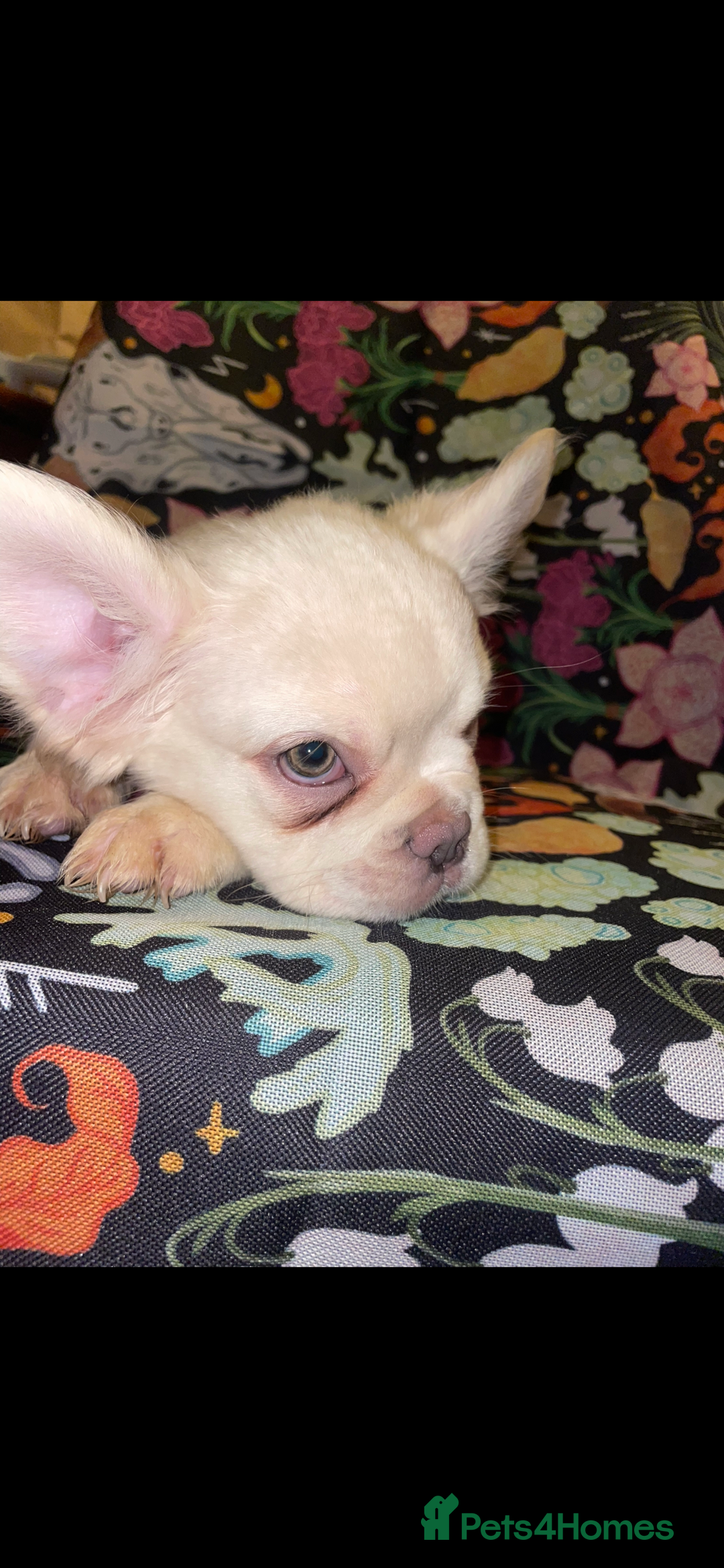 French Bulldog dogs for sale: 🐾 7 of the most Loving French Bulldogs 🐾🐶🩷 - Image 4