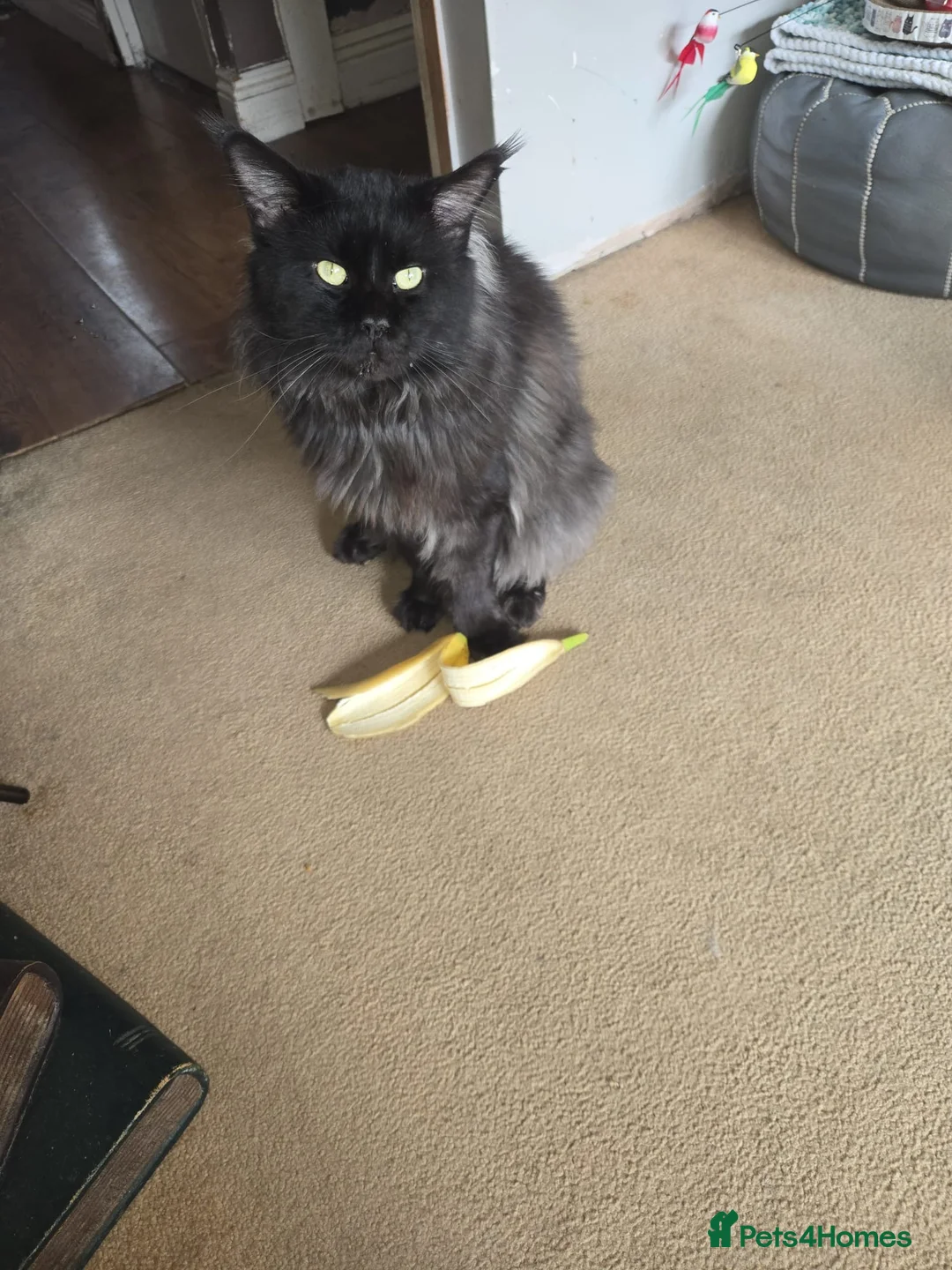 Maine Coon cats for sale: Maine coon in Newport - Advert 1
