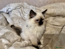 Ragdoll cats - Advert 7