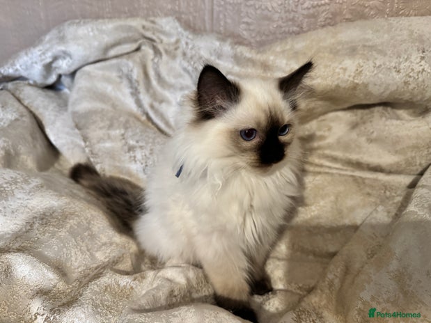 Ragdoll cats Full Ragdoll kittens - Advert 2