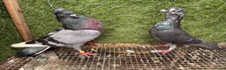 Pigeons birds for sale: Beautiful Vaccinated Pigeons – Quick Sale £20 - Advert 31