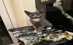 Mixed Breed cats for sale: ✨ Adorable Kittens Looking for Loving Homes ✨ - Image 5