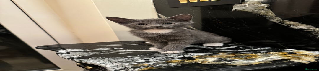 Mixed Breed Kitten 4