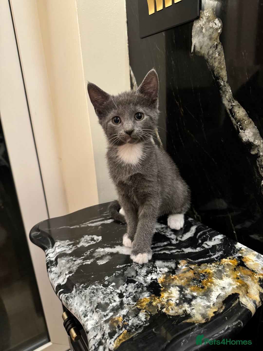 Mixed Breed cats for sale: ✨ Adorable Kittens Looking for Loving Homes ✨ - Image 5