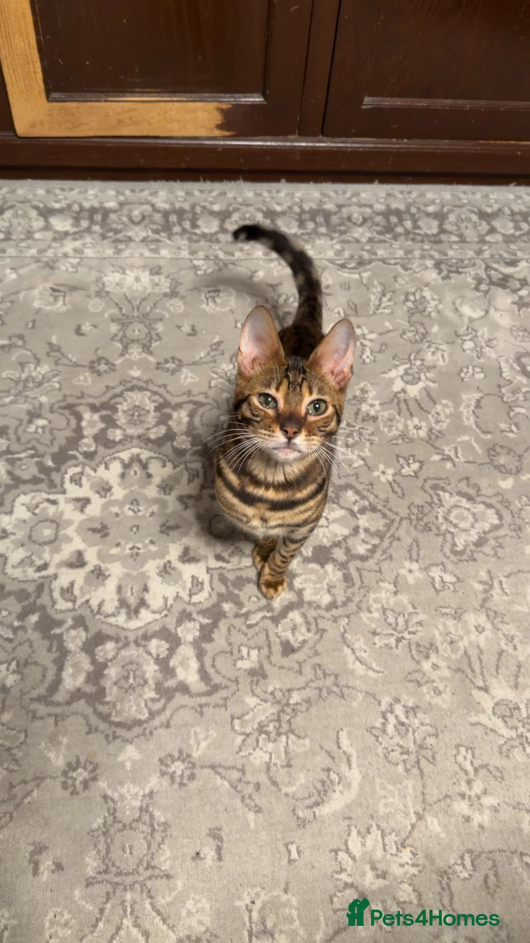 Bengal cats for sale: Last male TICA REGISTERED  - Advert 2