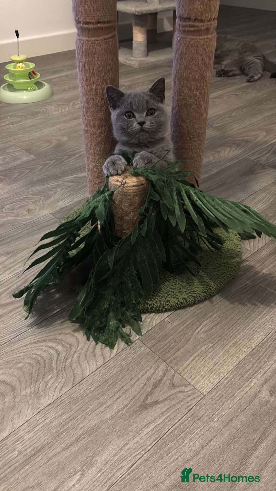 British Shorthair cats 🧸last 4 Chunky British Shorthair Kittens left🧸 - Advert 1