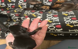 Miniature Dachshund dogs for sale:  ⭐️🐶Tiny tiny miniature dachshunds🐶⭐️ - Image 13
