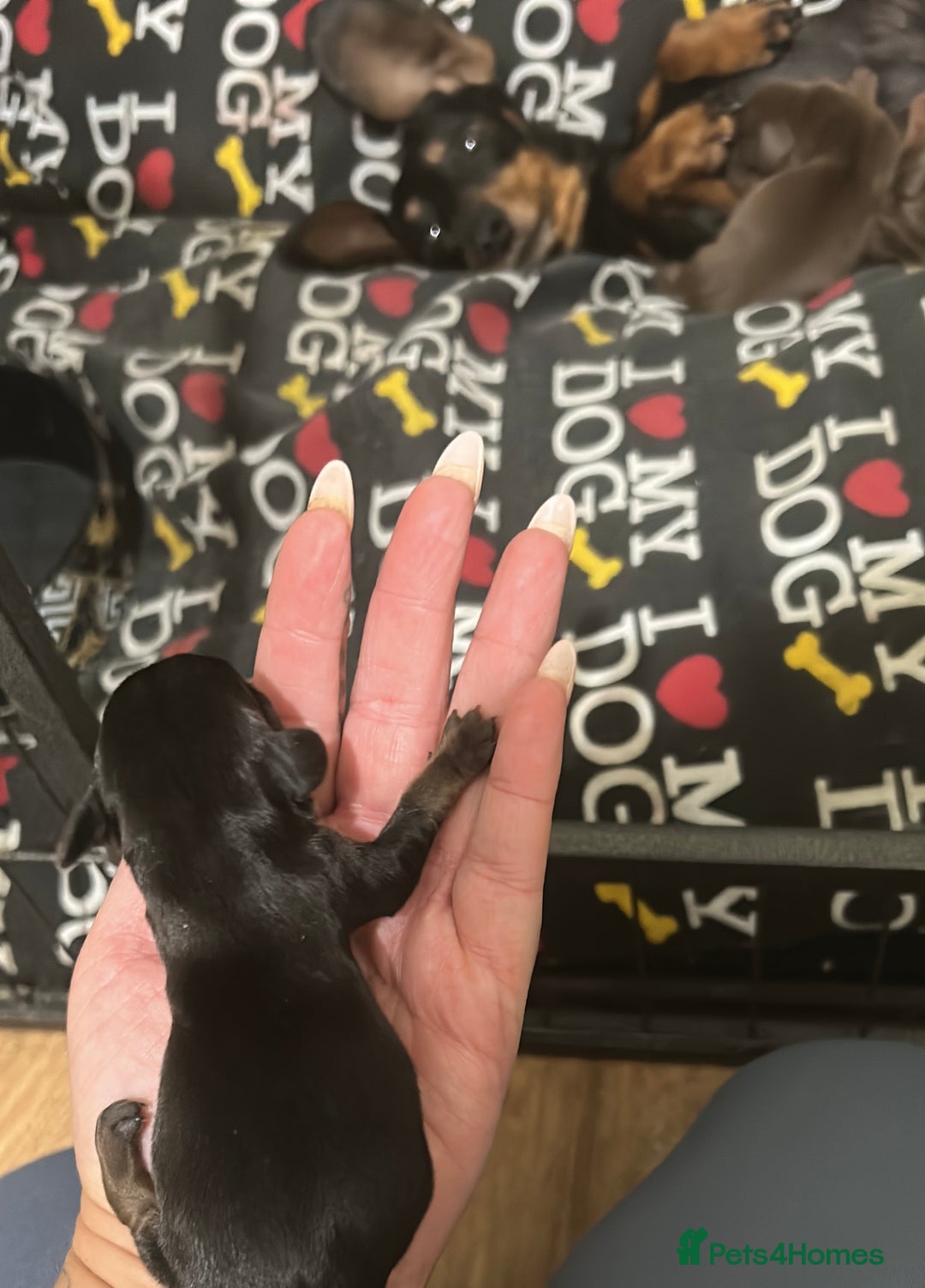 Miniature Dachshund dogs for sale:  ⭐️🐶Tiny tiny miniature dachshunds🐶⭐️ - Image 13