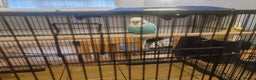 Budgerigars birds for sale: Two budgies and cage - Advert 6