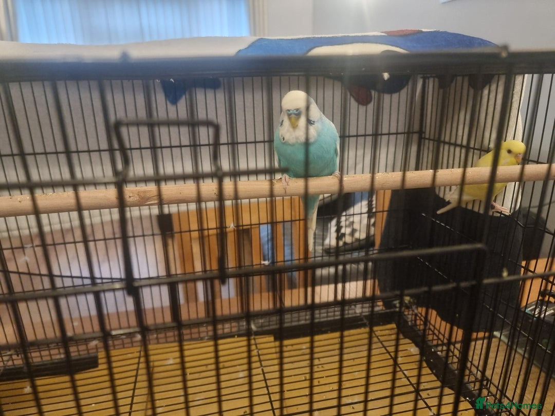 Budgerigars birds for sale: Two budgies and cage - Image 6