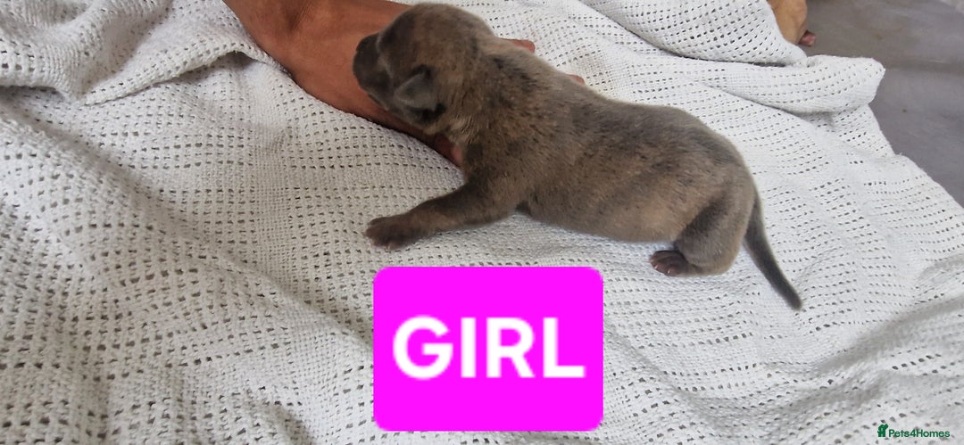 Mixed Breed dogs for sale: 8 Bully X Puppies  - Image 21