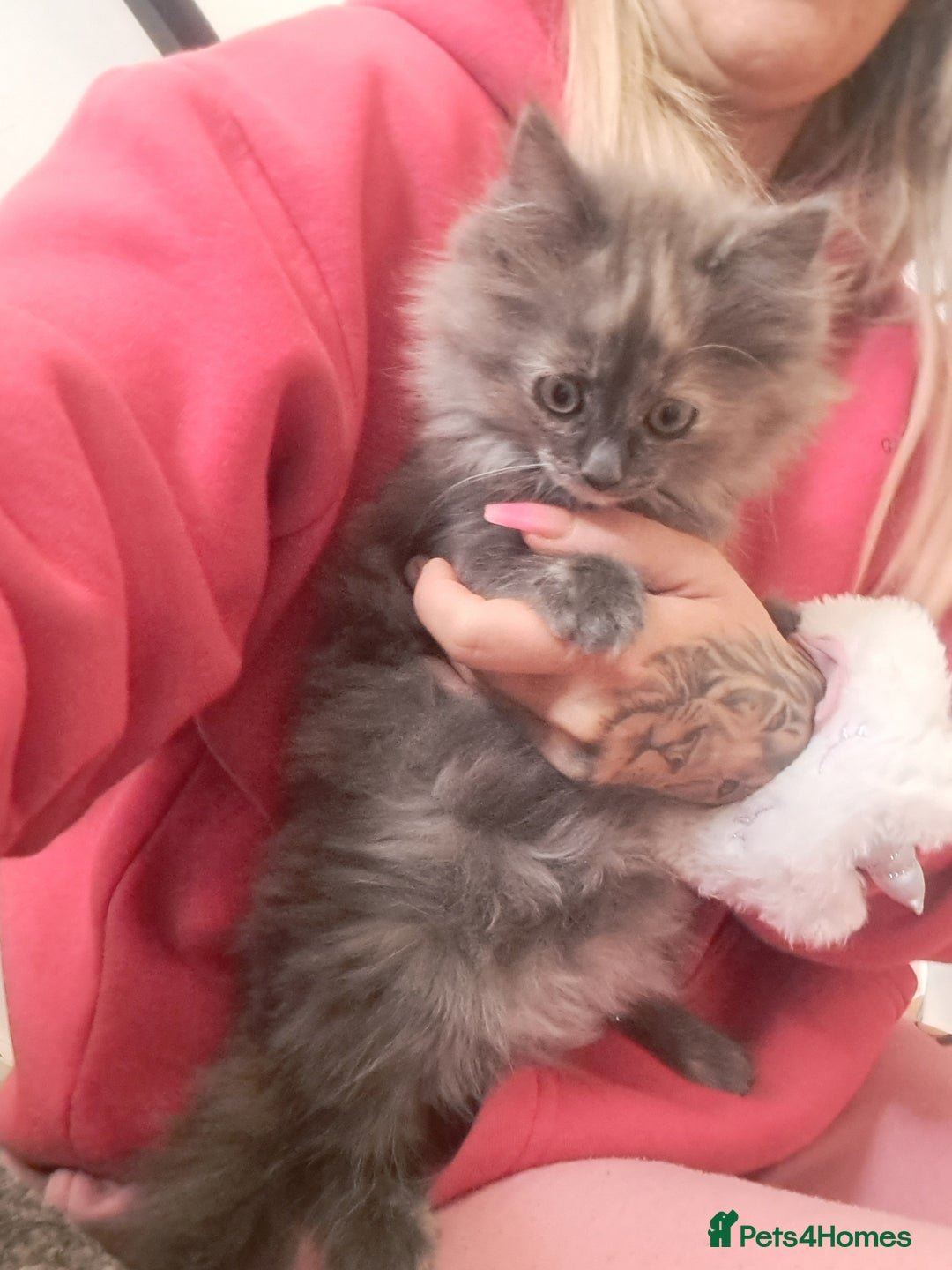 Dwelf cats for sale: Mix ragdoll and Maine Coon  - Image 3