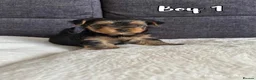 Yorkshire Terrier dogs for sale: Outstanding Pedigree Yorkshire Terrier Puppies ❤️ - Advert 12
