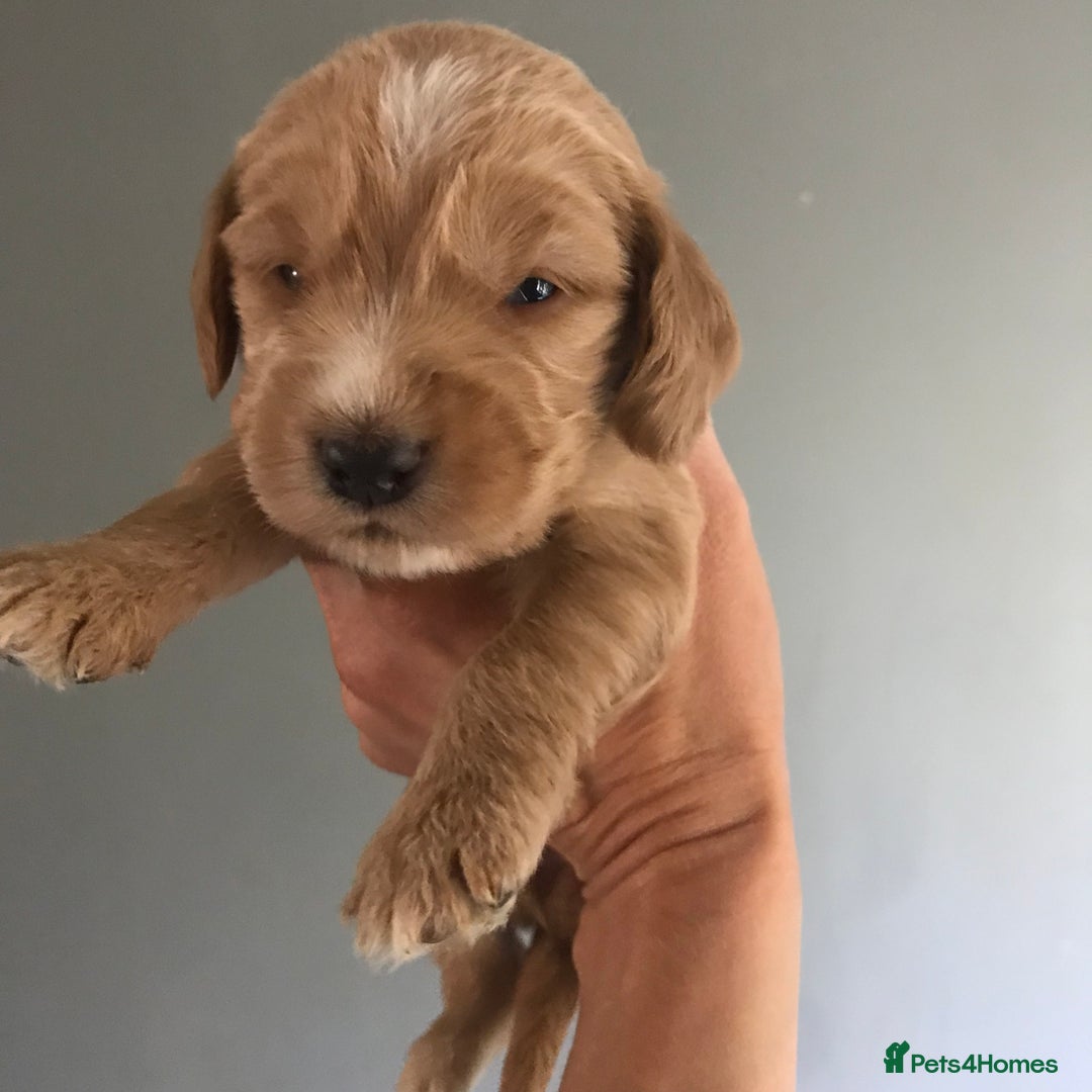 Mixed Breed dogs for sale: Health tested Australian Labradoodles - Image 4