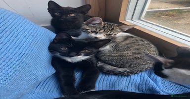 Mixed Breed cats - Advert 16