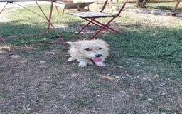 Mixed Breed dogs for adoption: A Gentle & Beautiful Girl - for a Loving Home - Image 26