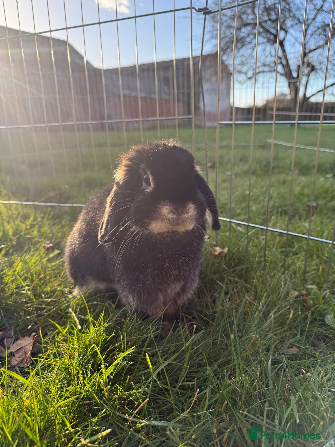 Mini Lop rabbits for sale: 🖤🩶🤎 Gorgeous Pure Bred Mini Lops 🖤🩶🤎 - Advert 18