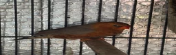 Mixed Breed birds for sale: Zebra Finches  - Advert 6