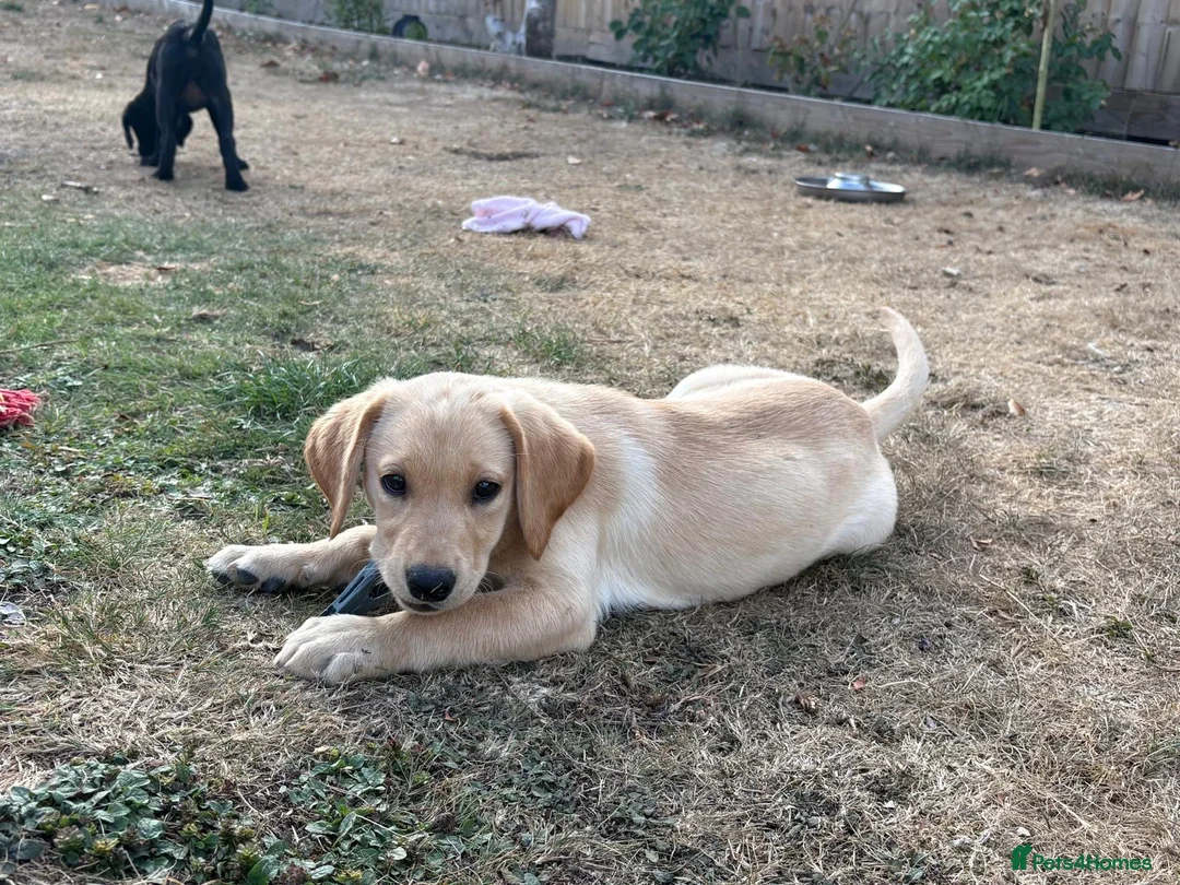 Labrador Retriever dogs for sale: Yellow lab puppy  - Advert 7