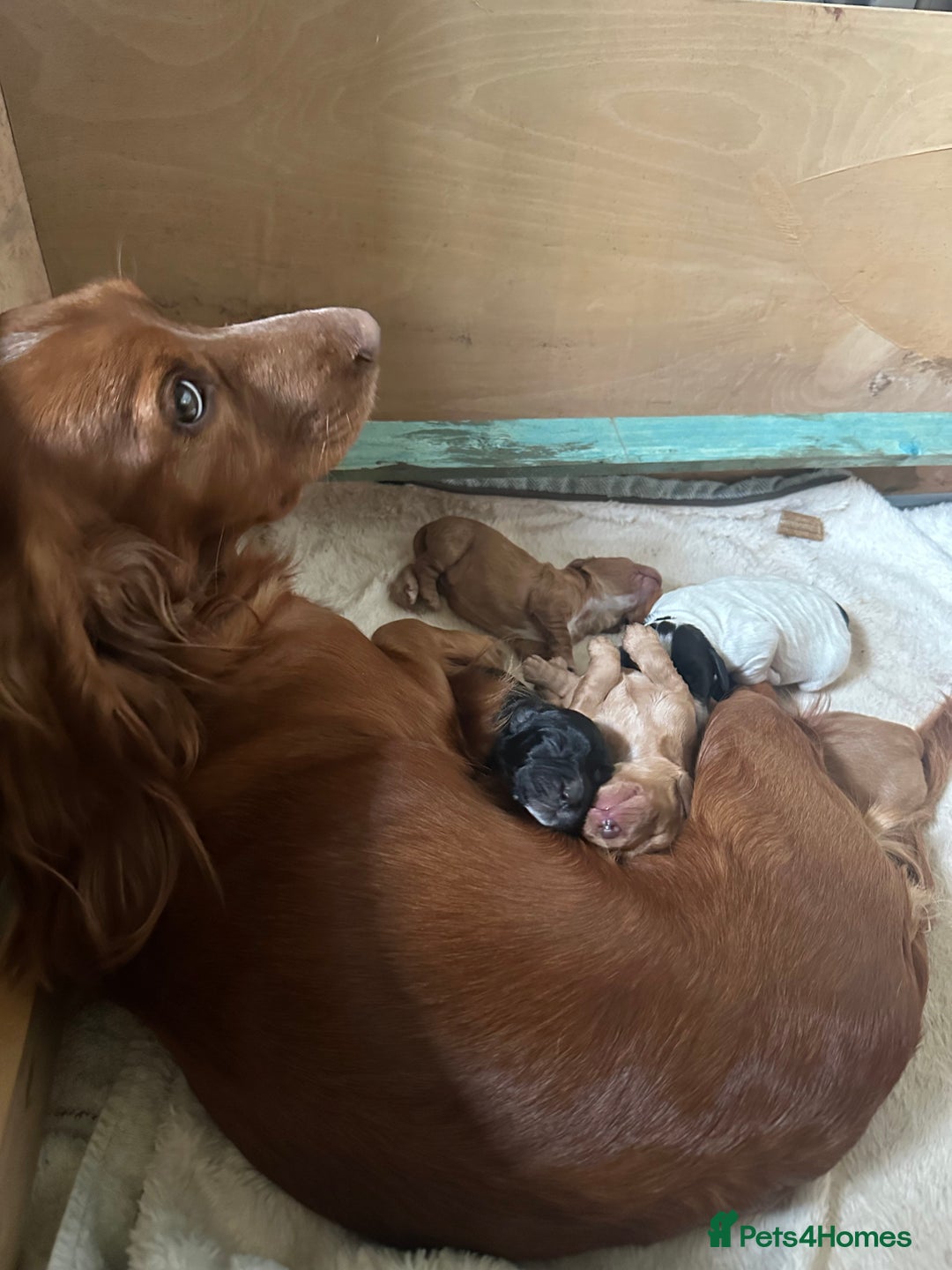 Cocker Spaniel dogs for sale: Working cocker spaniel puppies for sale - Advert 17