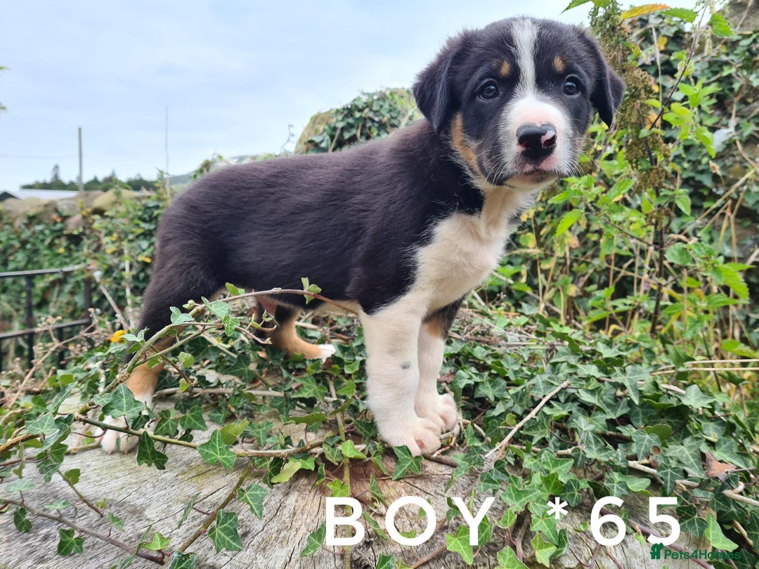 Border Collie dogs for sale: Beautiful farm-bred collie pups - Image 9