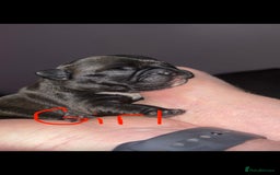 French Bulldog dogs for sale: French Bulldog Puppies PET PRICED  - Image 1