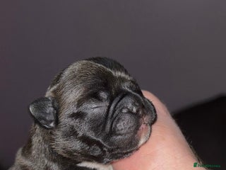 French Bulldog dogs - Advert 12