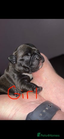 French Bulldog dogs - Advert 2