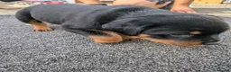 Rottweiler dogs for sale: 4 rottweiler boys  - Advert 16