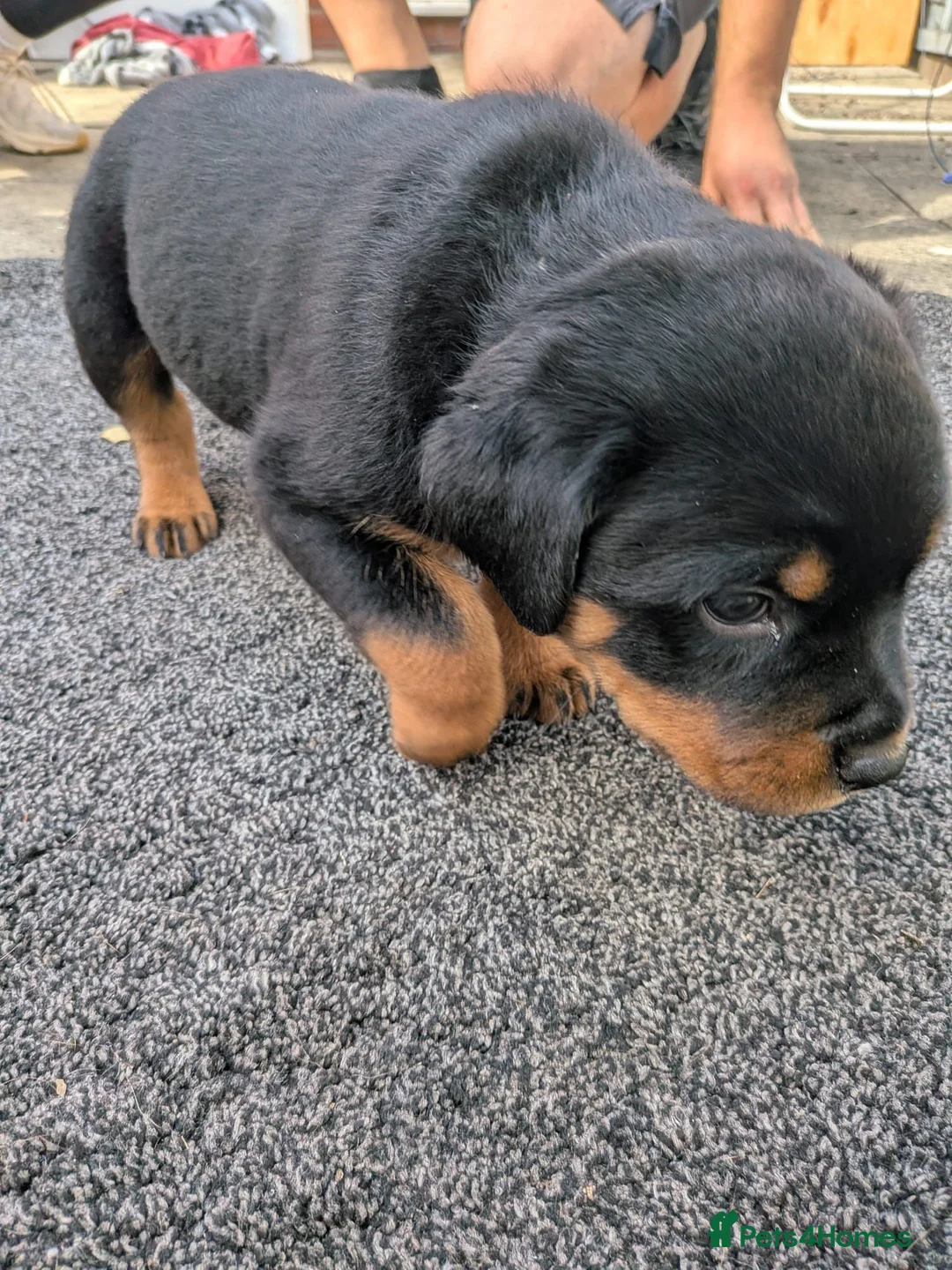 Rottweiler dogs for sale: 4 rottweiler boys  - Advert 16