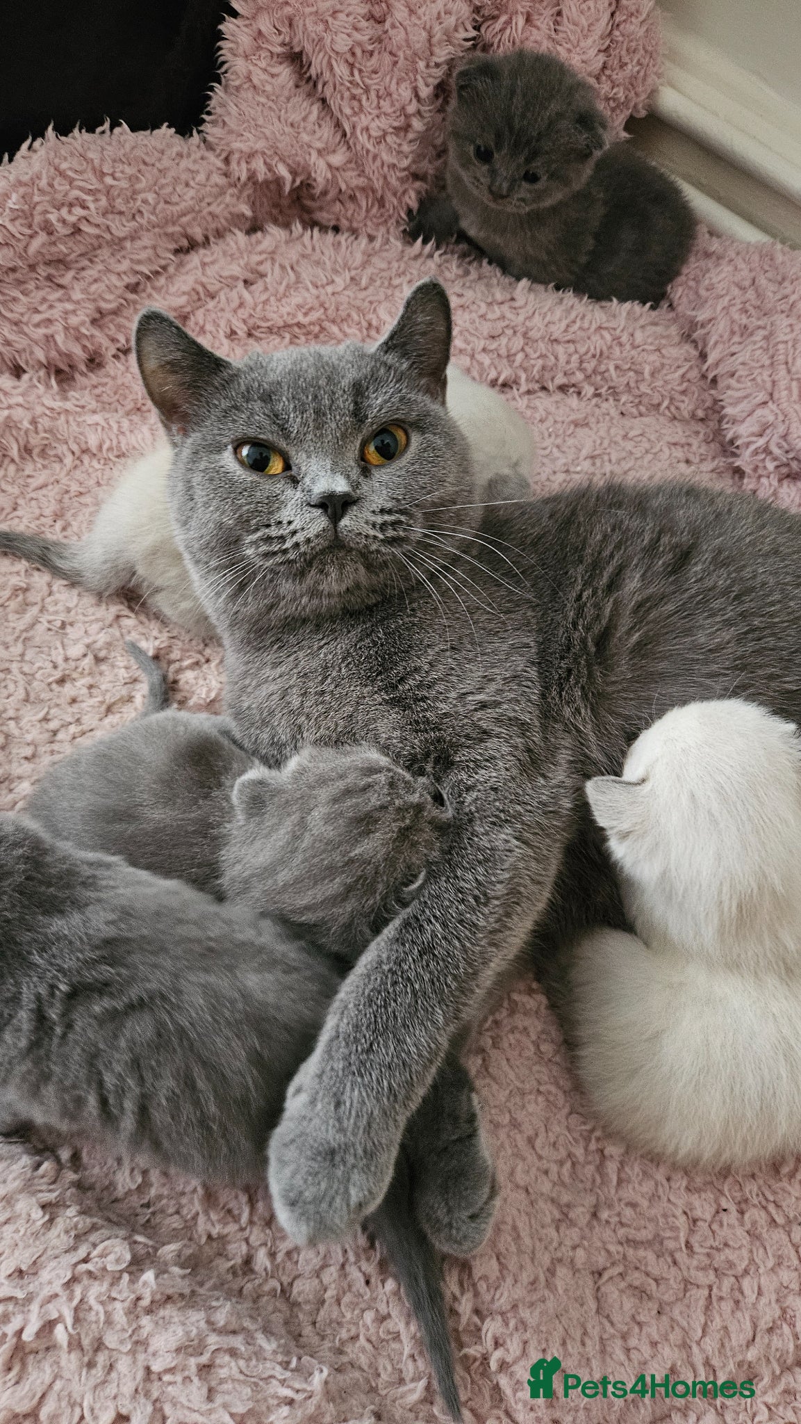 British Shorthair cats 🐱British Shorthair x Scottish Fold Kittens 👑✨️ - Advert 2