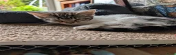 Mixed Breed cats for sale: Veronica's babies - Advert 6