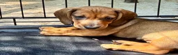 Miniature Dachshund dogs for sale: dachshund puppies UNIQUE fur patterns - Advert 1