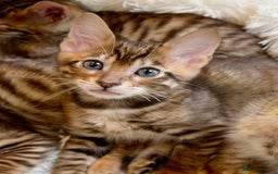 Toyger cats for sale: Full Pedigree Toyger Kittens Last Litter of 2025 - Image 15