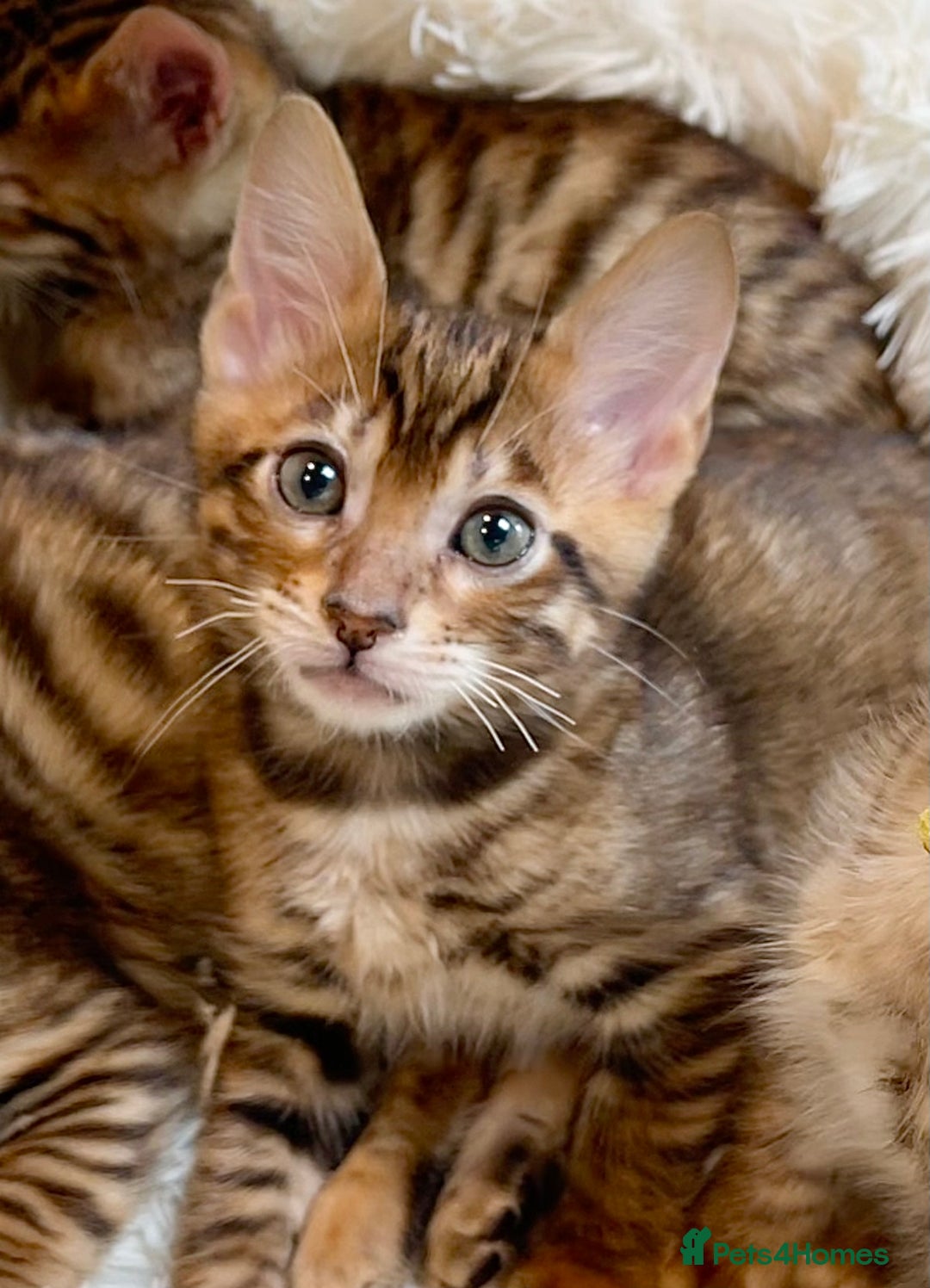 Toyger cats for sale: Full Pedigree Toyger Kittens Last Litter of 2025 - Image 15