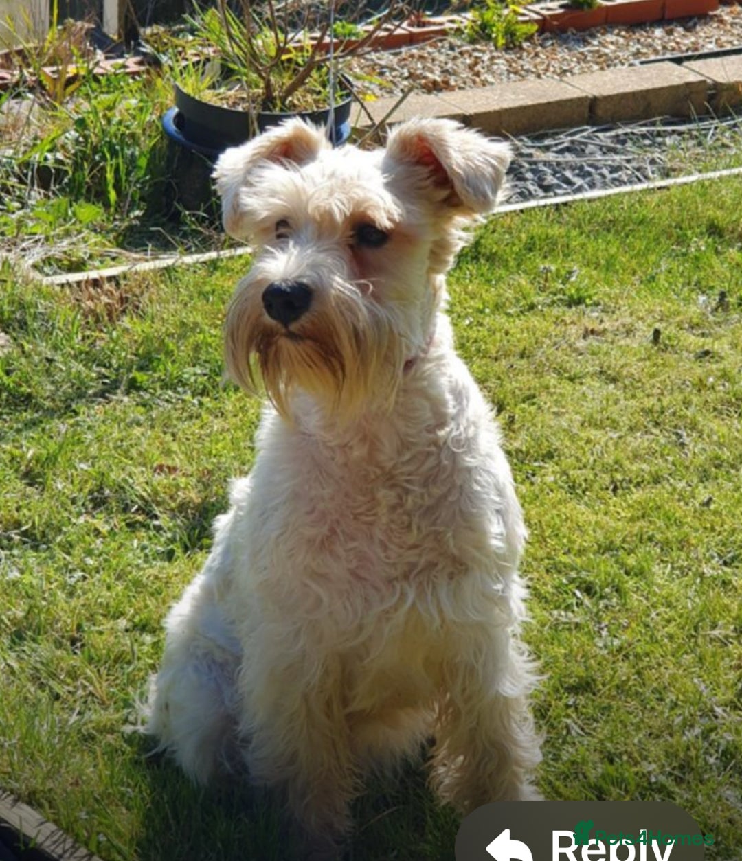 Miniature Schnauzer dogs for sale: Stunning Mini schnauzers kc reg puppies - Image 15