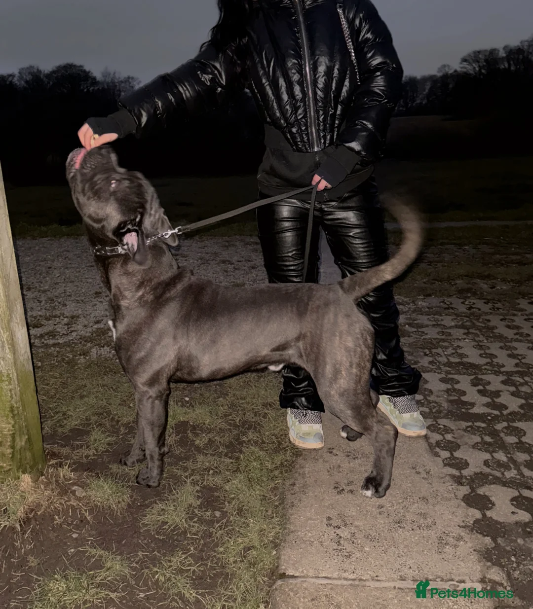 Cane Corso dogs for sale: Trained ZANO Male Cane Corso 2 Yrs  - Advert 2