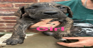 Mixed Breed dogs - Advert 9